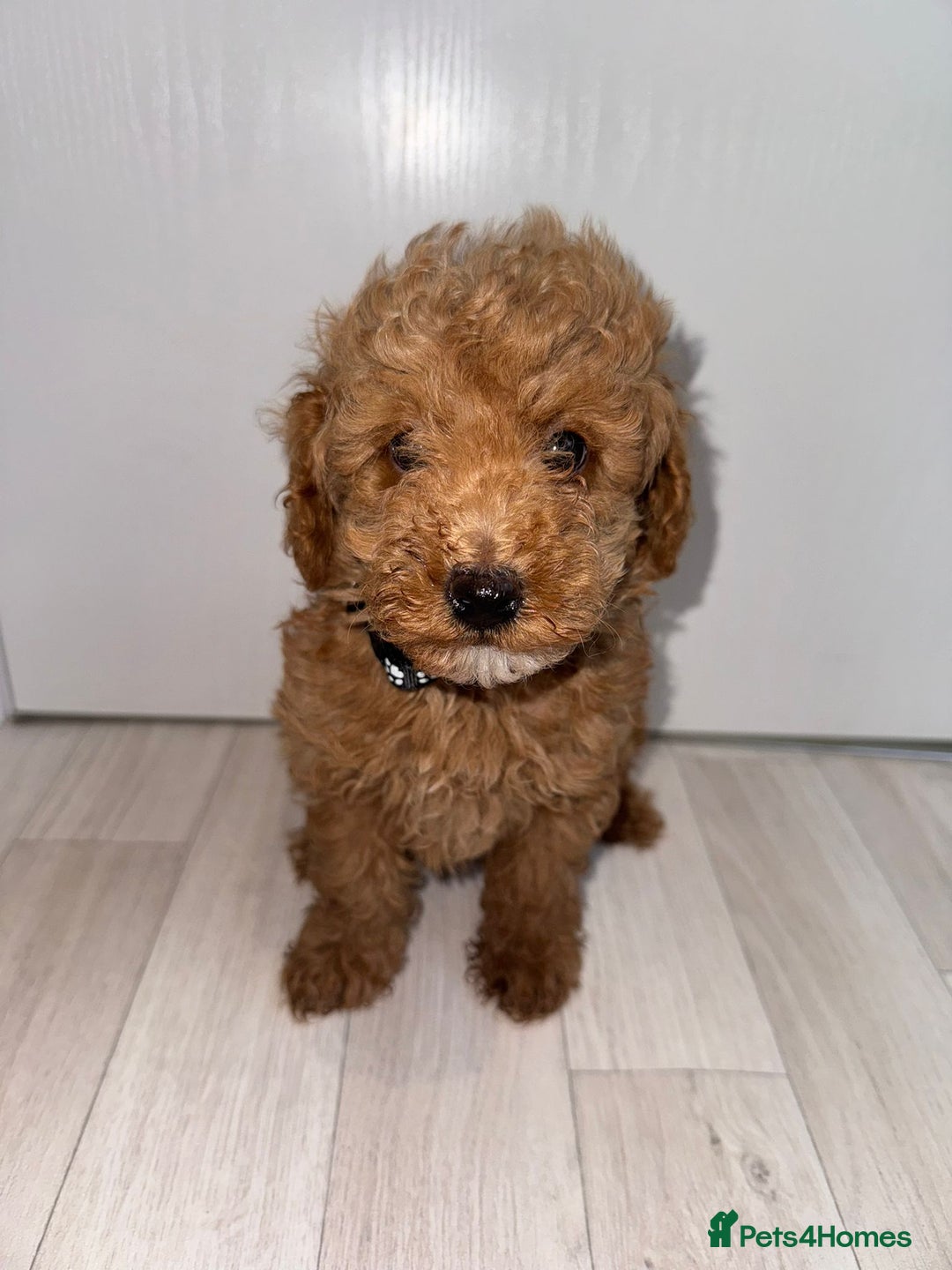 Poochon dogs for sale: Lovely poochon puppy’s for sale - Image 5