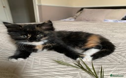 Mixed Breed cats for sale: Two girls and a boy Kuril bobtail mix - Image 26