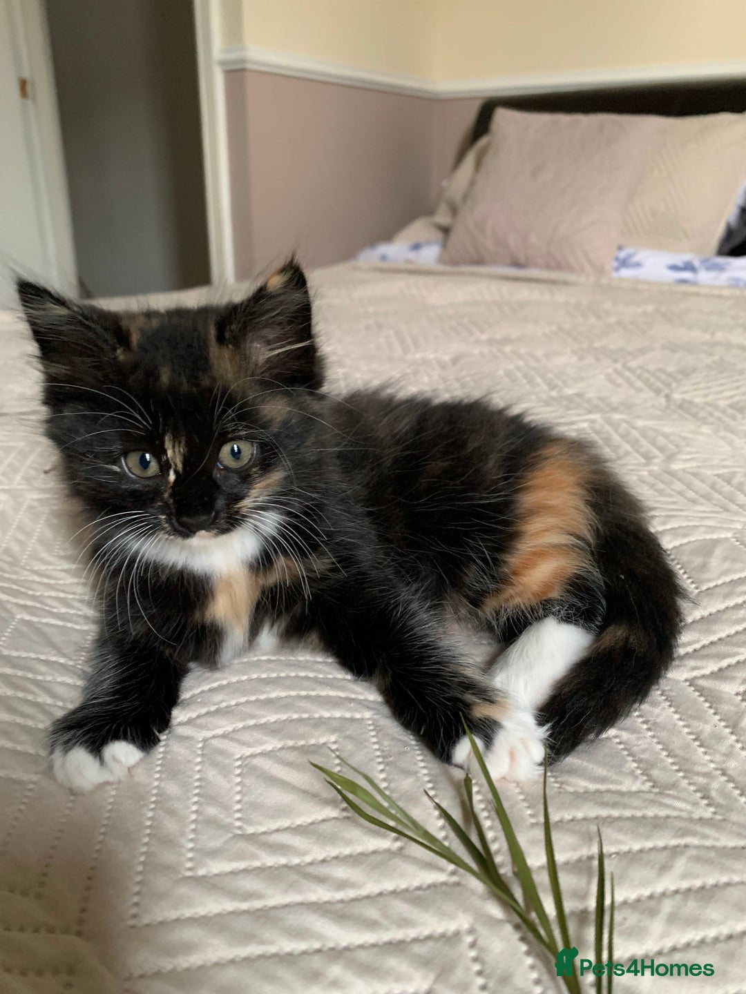 Mixed Breed cats for sale: Two girls and a boy Kuril bobtail mix - Image 26