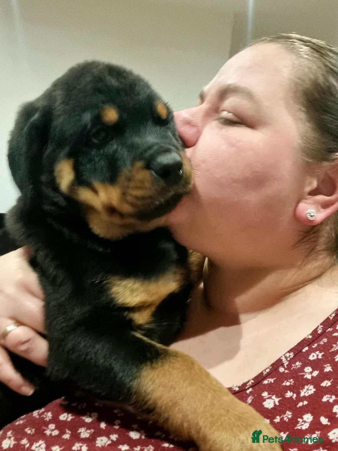 Rottweiler dogs for sale: ONLY 1 BOY LEFT Champion Bloodline KC Rottweilers - Advert 2