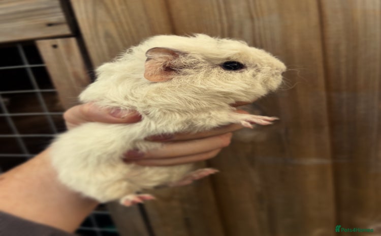 Guinea Pig rodents - Advert 1