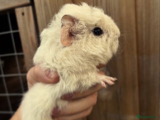 Guinea Pig rodents - Advert 22