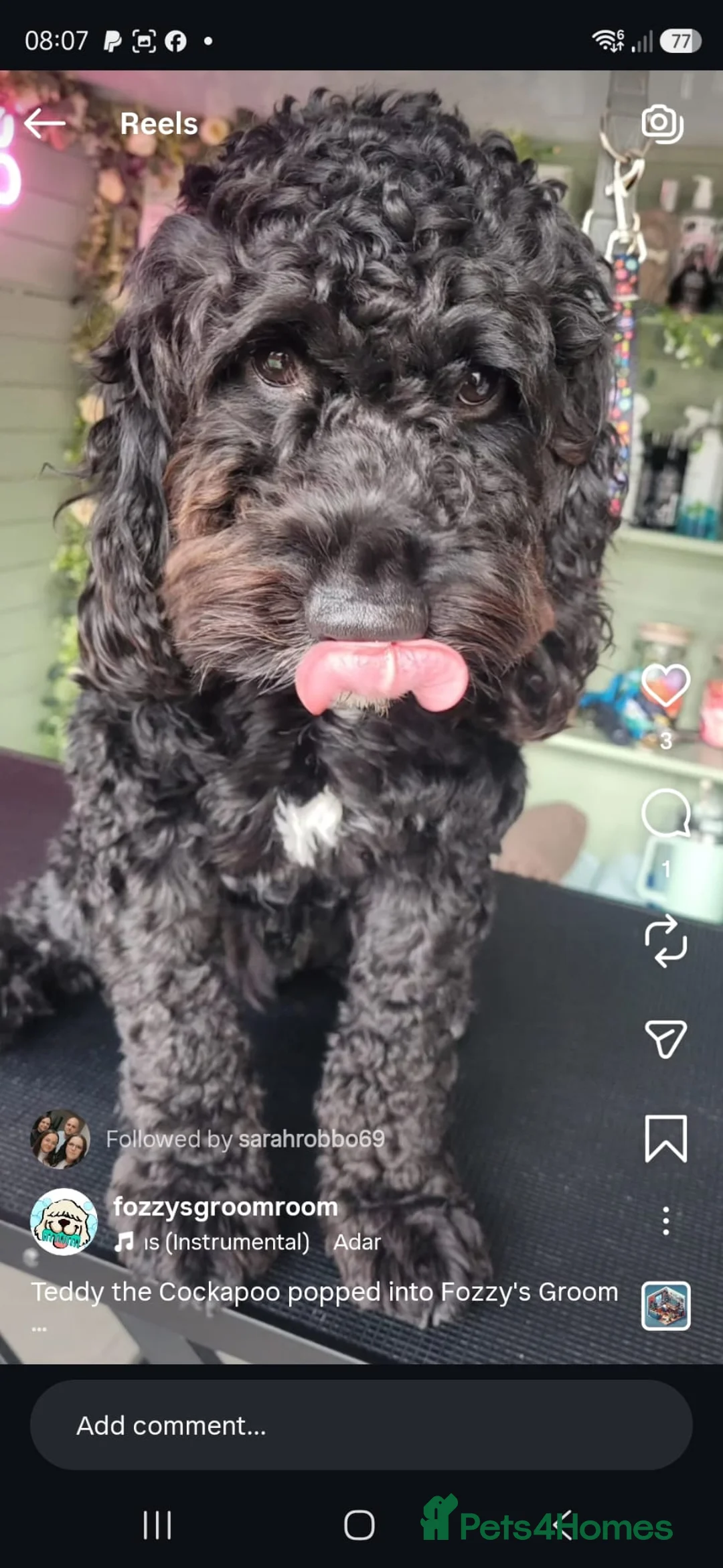 Cavapoo dogs for sale: Cavapoo male 1 year for sale  in Wednesbury - Advert 2
