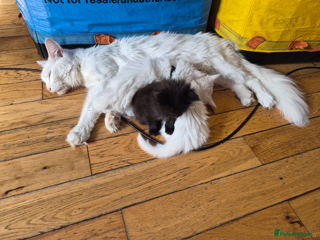 Maine Coon cats for sale: White Maine Coon Kittens  - Advert 2