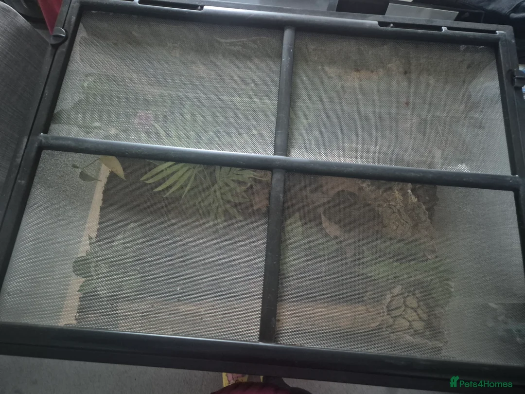Mixed Breed reptiles for sale: Exo terra bio-active terrarium & canopy  - Advert 4