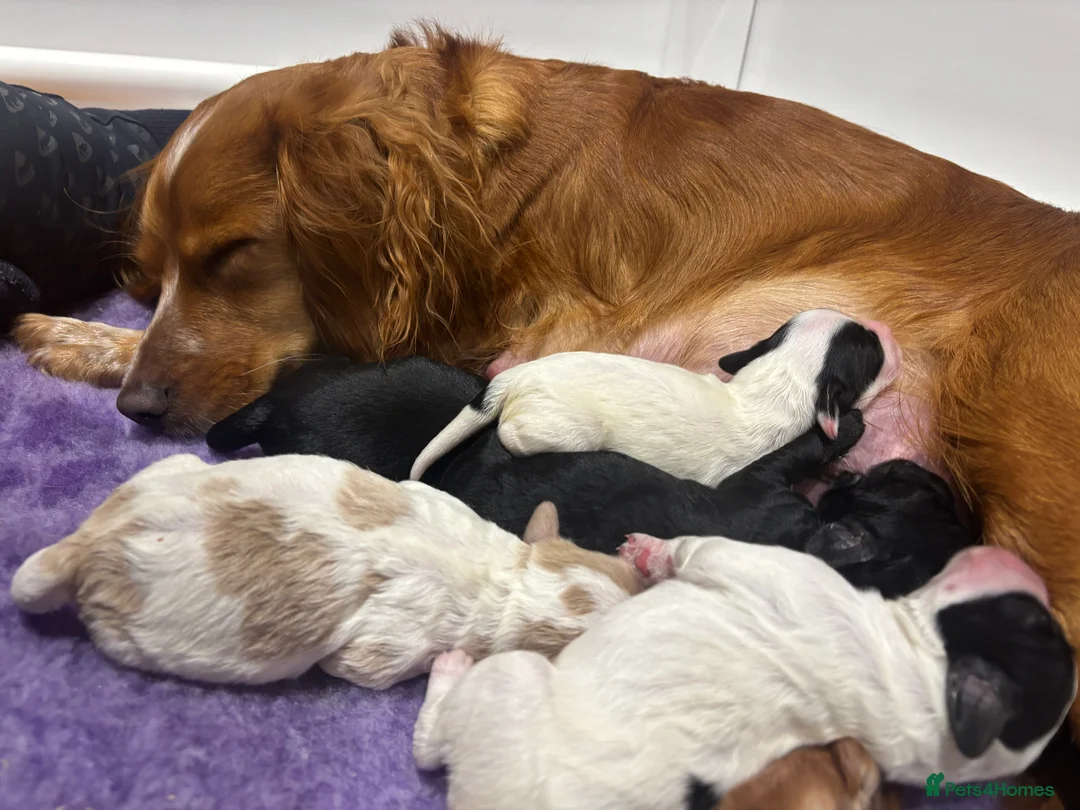 Cockapoo dogs for sale: 🐣Toy Cockapoo Puppies 🌸 - Advert 4