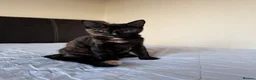 Mixed Breed cats for sale: 4 adorable kittens for sale - Advert 12