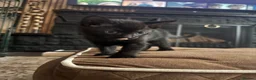 Mixed Breed cats for sale: 4 kittens looking for their forever home - Advert 25