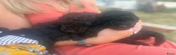 Miniature Poodle dogs for sale: Brown chocolate miniatures poodle - Advert 17