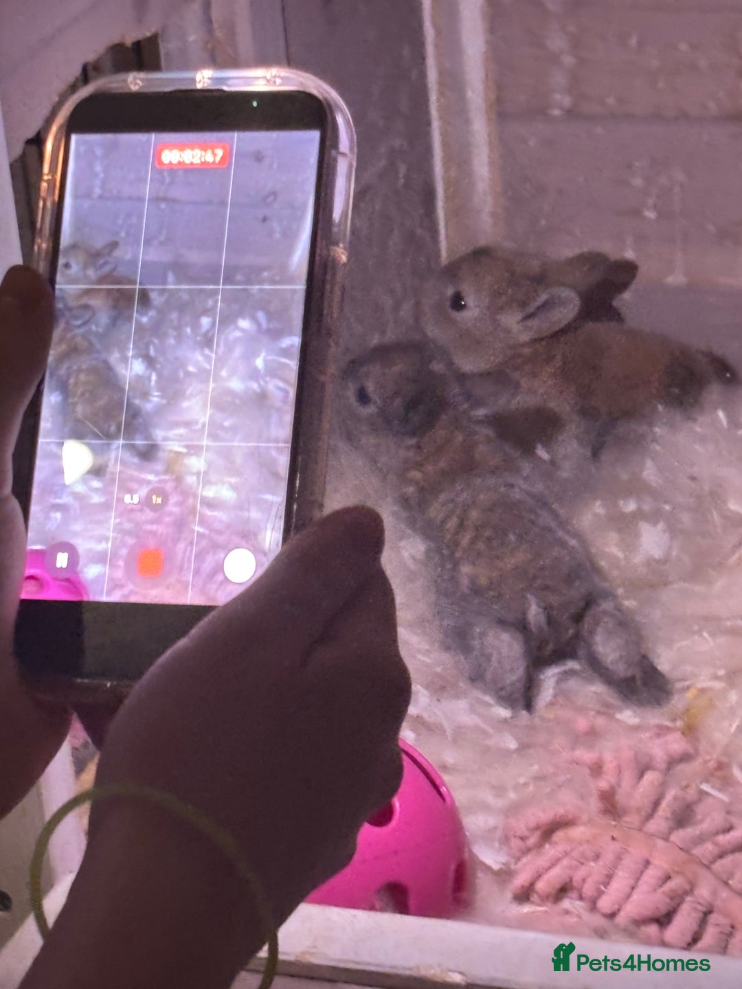 Mixed Breed rabbits for sale: Dwarf lop bunnies  - Advert 10