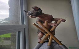 Sphynx cats for sale: Elf sphynx - Image 15
