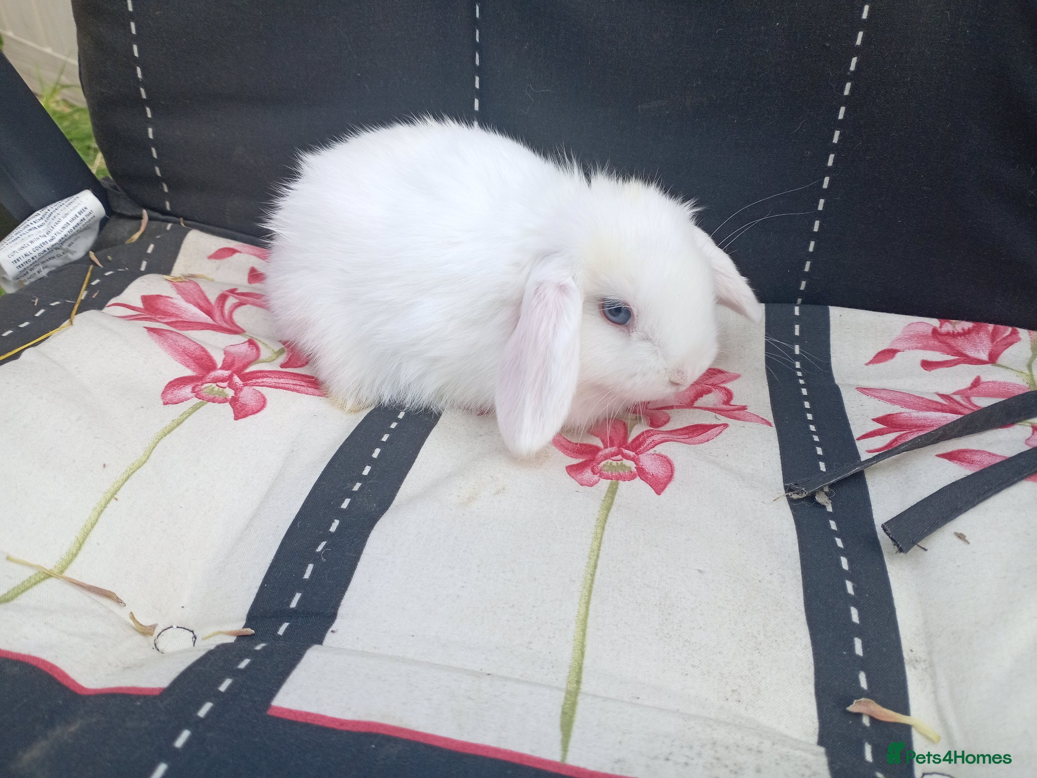 Mixed Breed rabbits Baby lop rabbits  - Advert 5