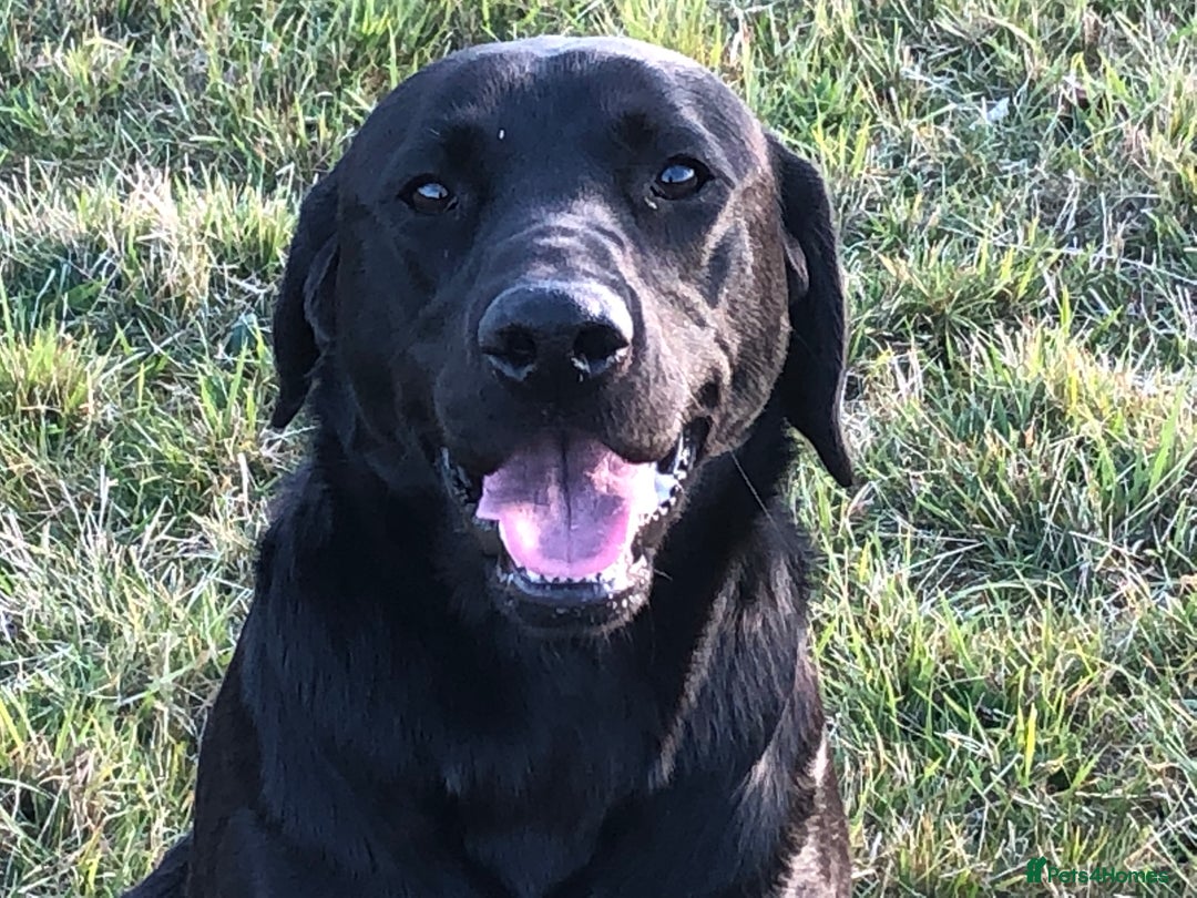 Labrador Retriever dogs for sale: Gorgeous Labrador puppies for sale! - Image 7