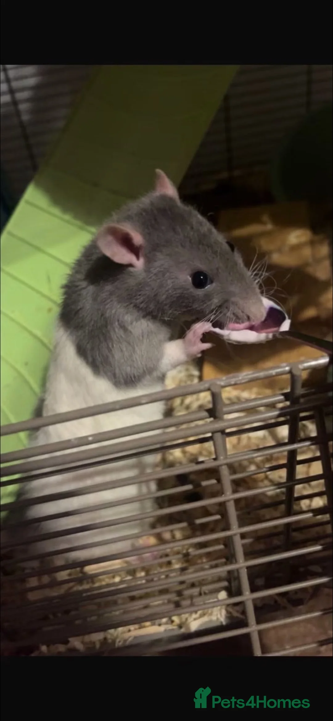 Rat rodents for sale: Two male rats  in Newcastle - Advert 3