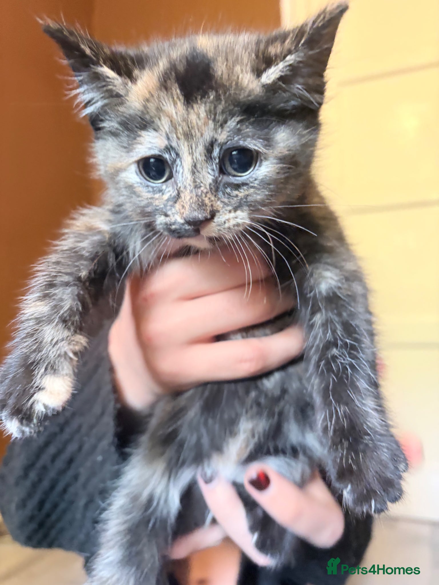 Mixed Breed cats Beautiful kittens  - Advert 12