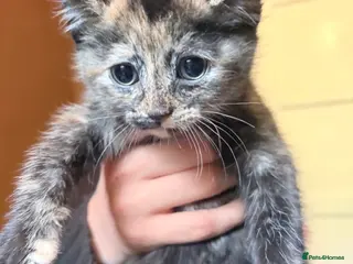 Mixed Breed cats Beautiful kittens - Advert 2