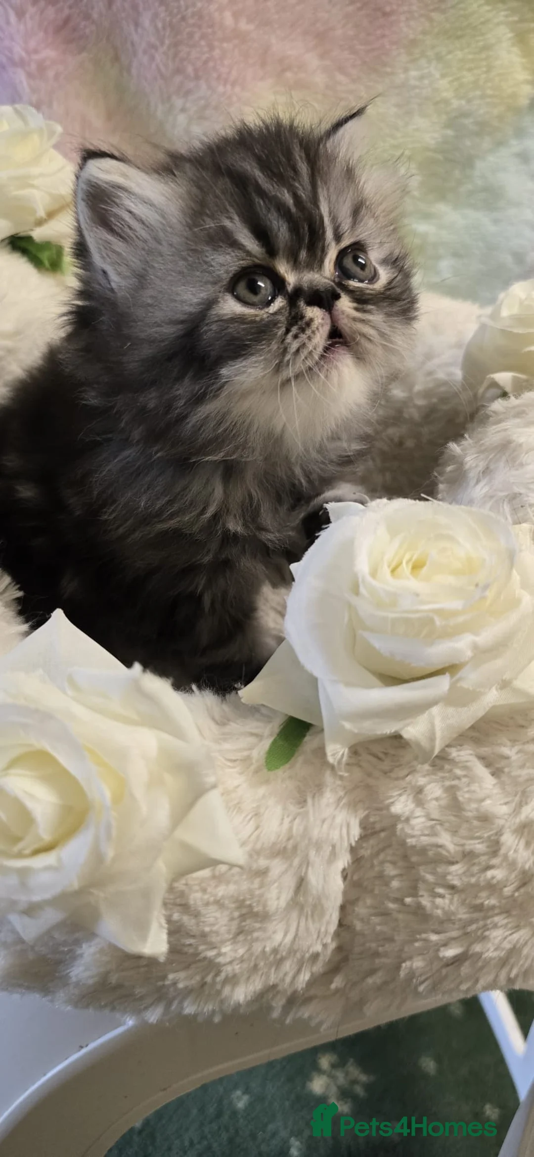Persian cats for sale: 3 Pure bred Persian kittens for sale - Advert 2