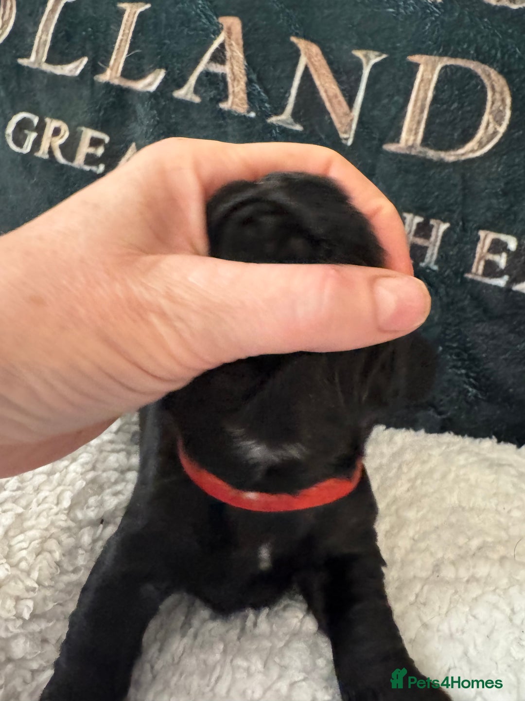 Cocker Spaniel dogs for sale: A gorgeous litter of WCS - Advert 4