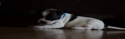 Jack Russell dogs for sale: Short Legged Jack Russel Puppies - Advert 11