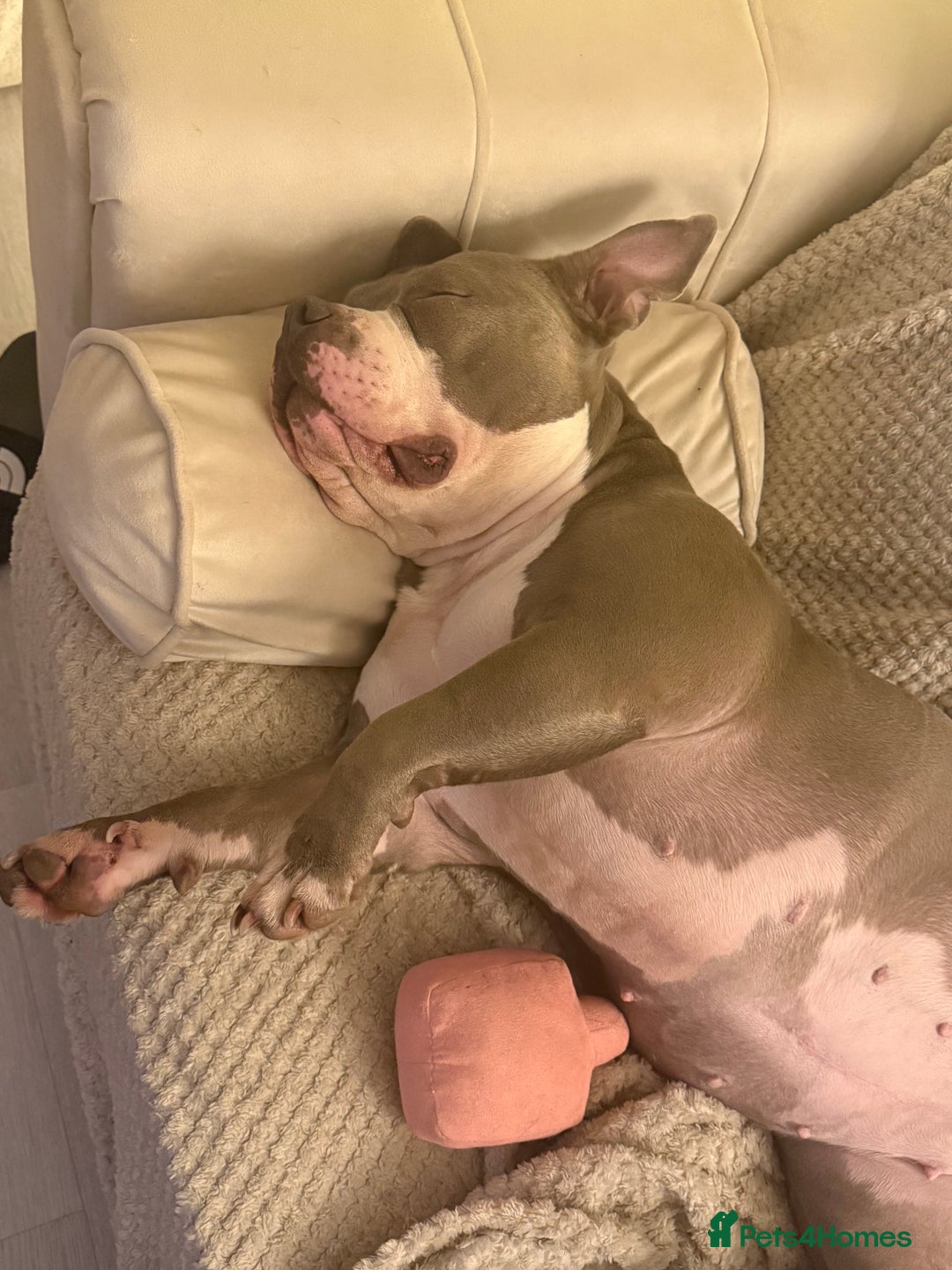 American Bully dogs for sale: Pocket bully  - Advert 9