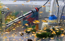 Platies fish for sale: Small platys and Guppys for sale £1 each-Fish only in Bromley - Image 16