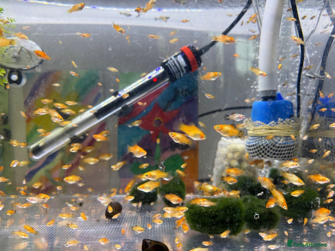 Platies fish for sale: Small platys and Guppys for sale £1 each-Fish only in Bromley - Image 16
