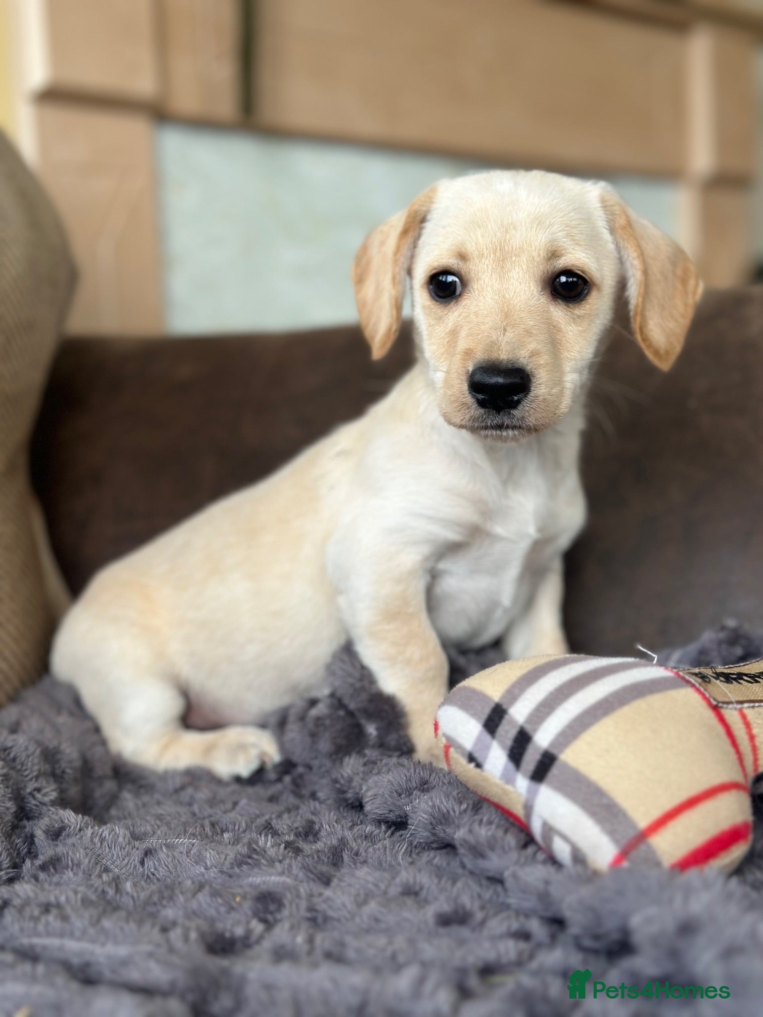 Patterjack dogs Readynow 3/4 jack Russel pups looking for new home - Advert 1