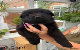 German Shepherd dogs for sale: Long haired German Shepherd puppies - Image 5