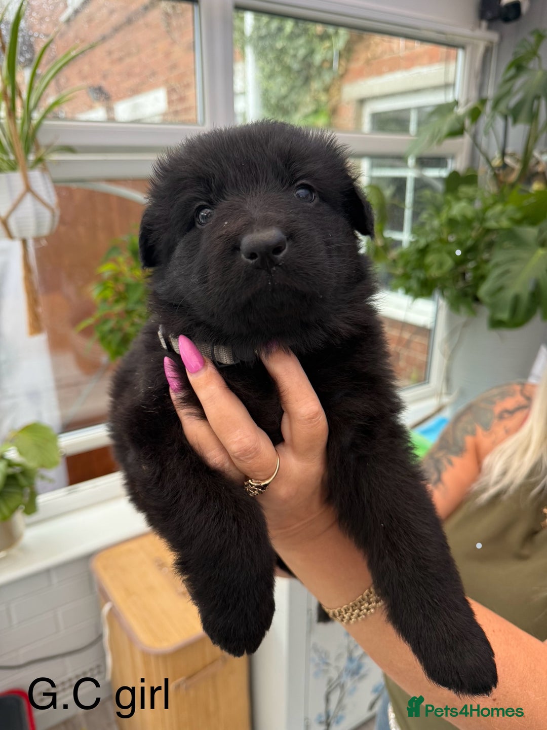 German Shepherd dogs for sale: Long haired German Shepherd puppies - Image 5
