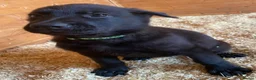 German Shepherd dogs for sale: Working Line German Shepherd Puppies - Cornwall in Hayle - Advert 4