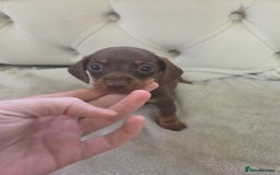 Miniature Dachshund dogs for sale: Mini Dachshund - Image 7
