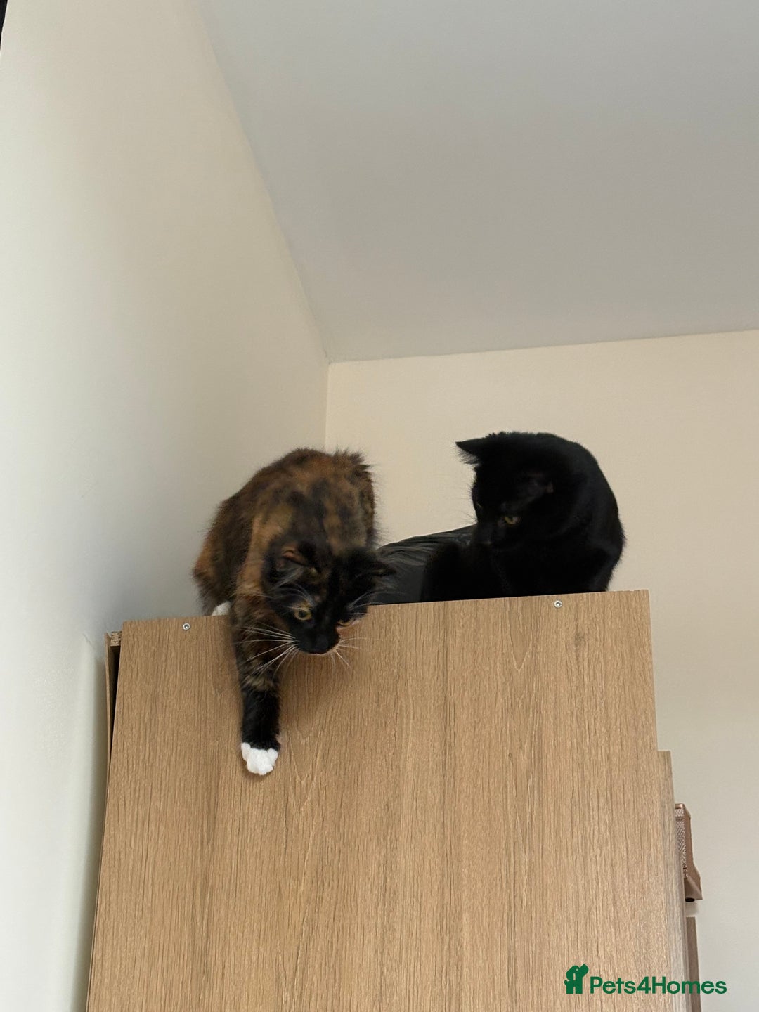 Domestic Shorthair cats for sale: Bonded sisters, please adopt together!  - Image 6