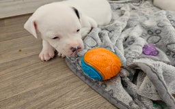 Staffordshire Bull Terrier dogs for sale: RARE CLASSIC MARKINGS - Image 25
