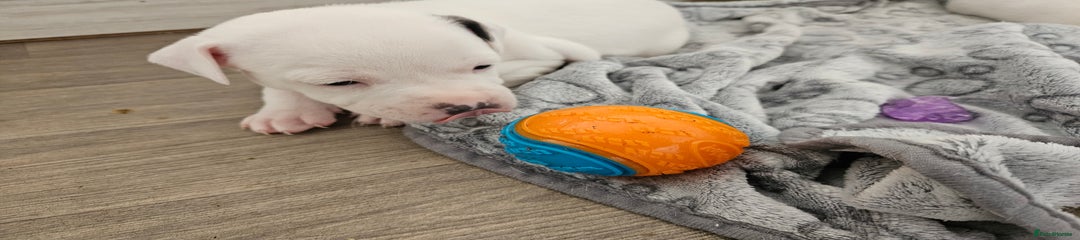 Staffordshire Bull Terrier COTTON