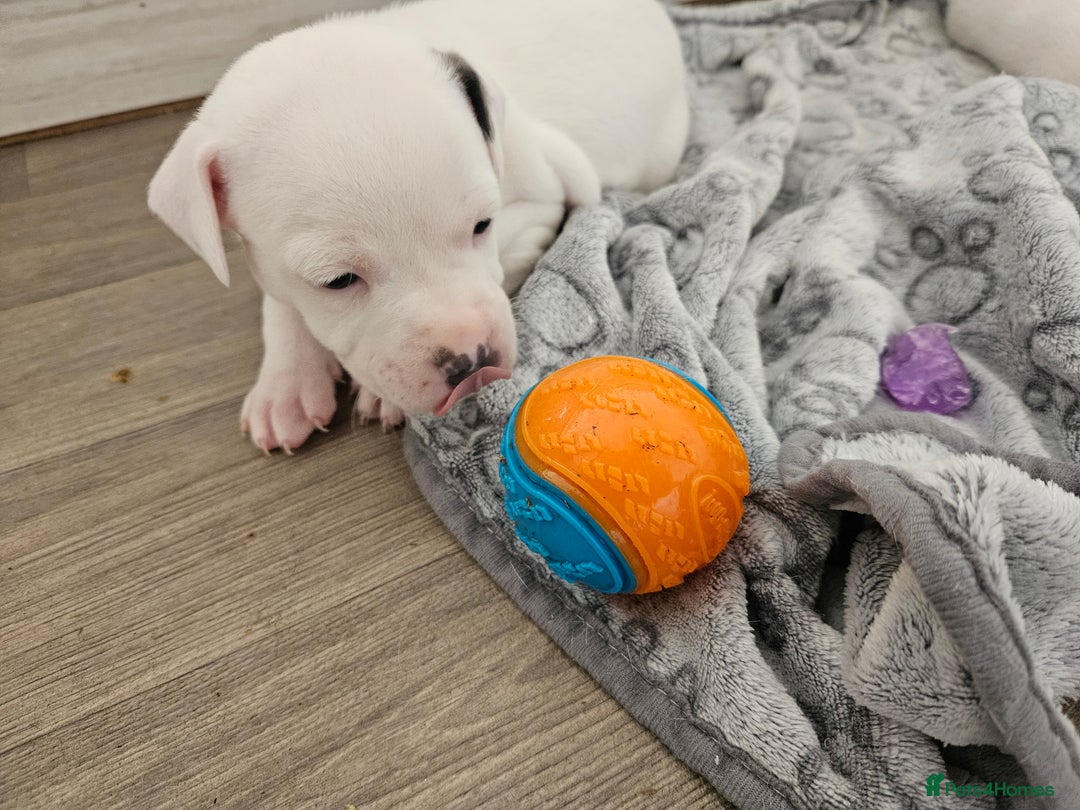 Staffordshire Bull Terrier dogs for sale: RARE CLASSIC MARKINGS - Image 25