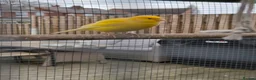 Canaries birds for sale: Stunning Canaries For Sale - Advert 3
