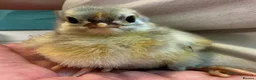 Chickens poultry for sale: Orpington Chicks and hatching eggs available  - Advert 10