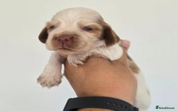 Cocker Spaniel dogs for sale: Kc registered health tested SHOW cocker spainel  - Image 2