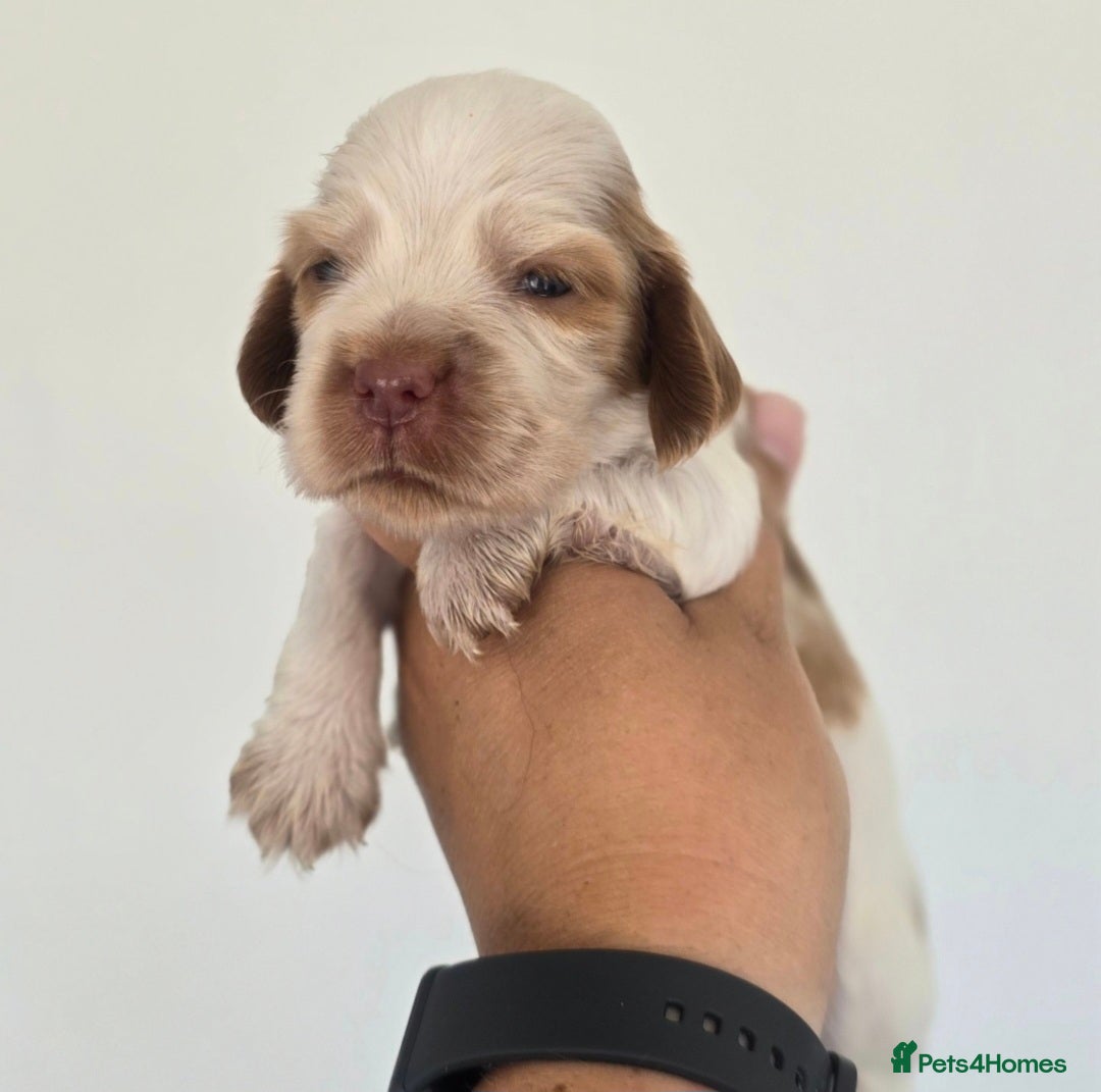 Cocker Spaniel dogs for sale: Kc registered health tested SHOW cocker spainel  - Image 2