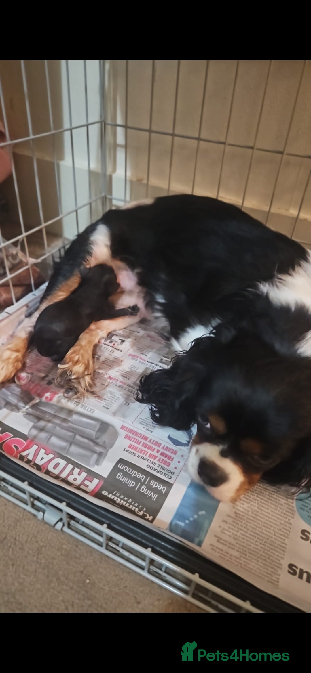 Cavapoo dogs for sale: Stunning black Cavapoo boy - Advert 4