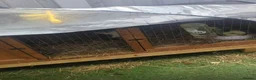 Guinea Pig rodents for sale: X2 male guinea pigs - Advert 3