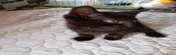 Mixed Breed cats for sale: Gorgeous female kittens ready now - Advert 2