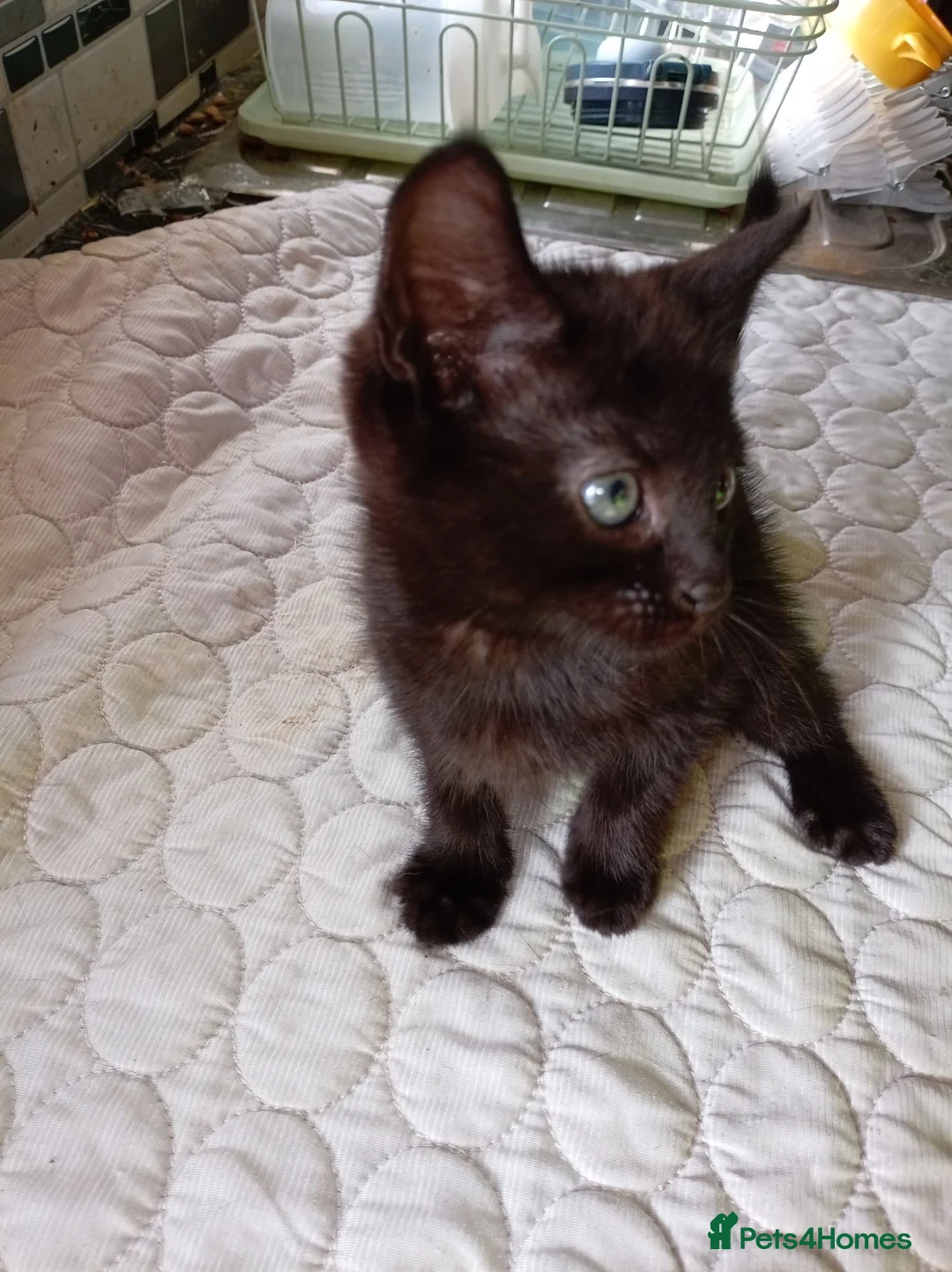Mixed Breed cats for sale: Gorgeous female kittens ready now - Advert 2