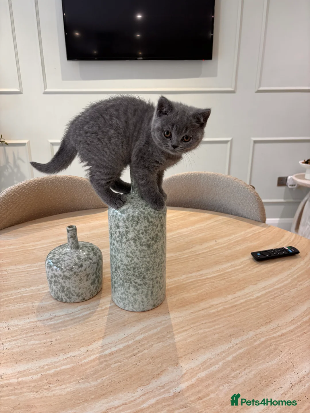 British Shorthair cats for sale: GCCF BSH beautiful chunky female  - Advert 7