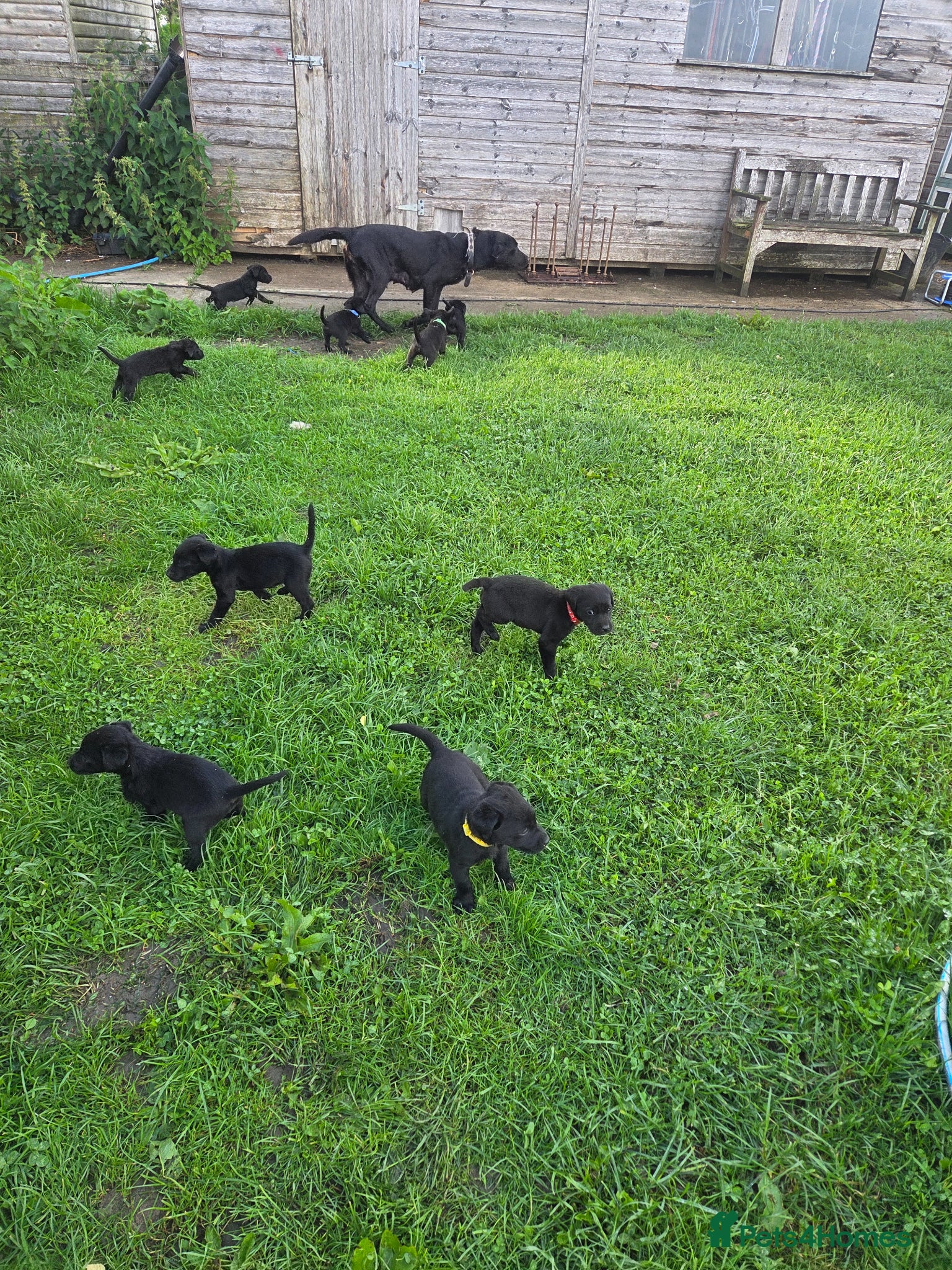 Labrador Retriever dogs for sale: Lovely working labrador puppies  in Bedale - Advert 2