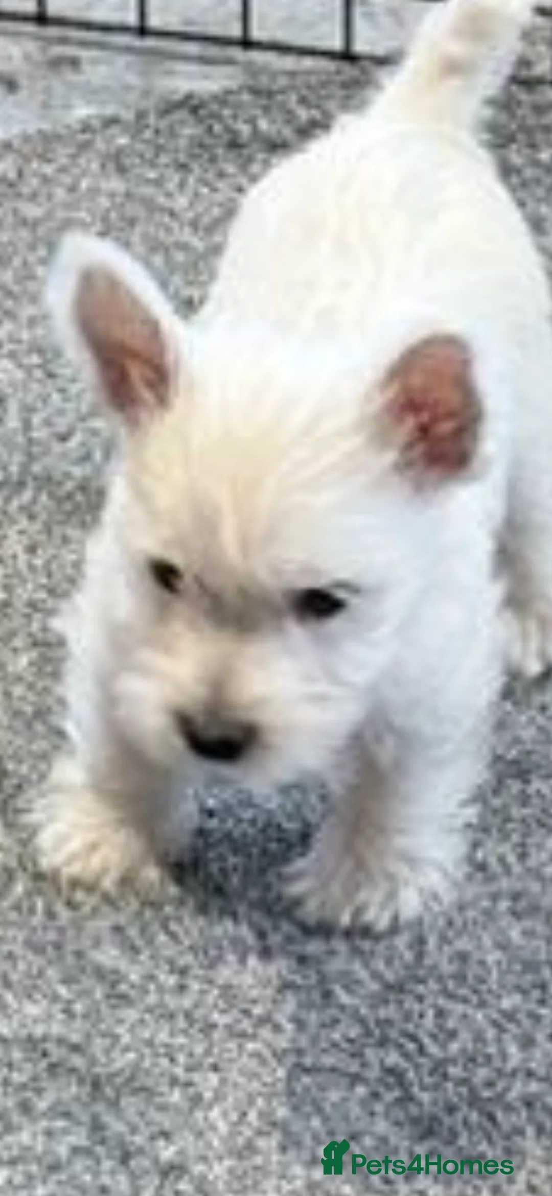 West Highland Terrier dogs for sale: KC REGISTERED WEST HIGHLAND TERRIERS - Advert 9