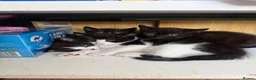 Domestic Shorthair cats for sale: 4 kittens  - Advert 2