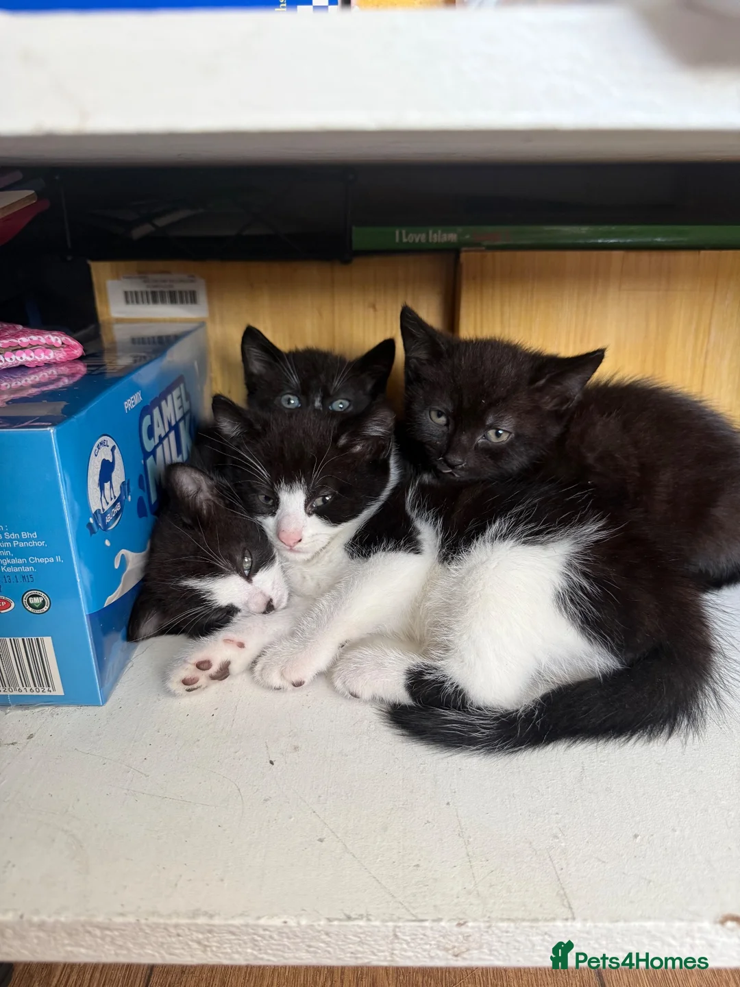 Domestic Shorthair cats for sale: 4 kittens  - Advert 2