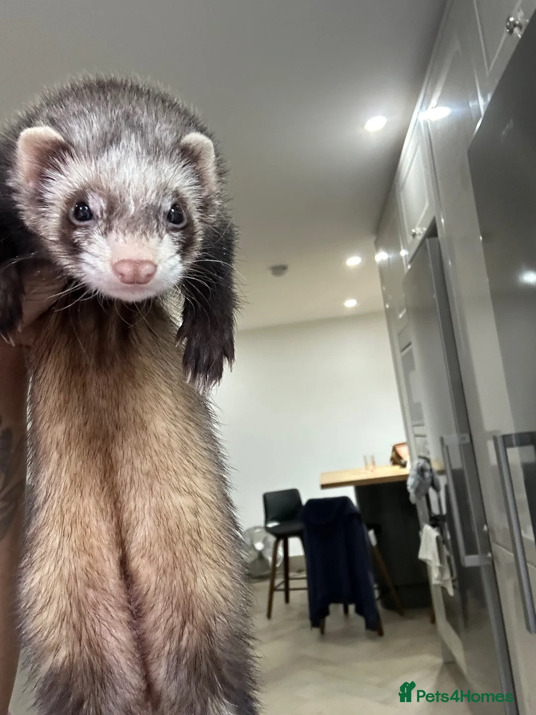 Ferret rodents for sale: Standard female ferret for sale  - Advert 1