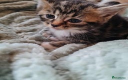 Mixed Breed cats for sale: Kittens - Image 4